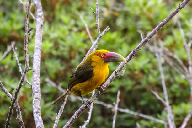 istock Saffron toucanet sitting on a branch in Atlantic forest 656710768