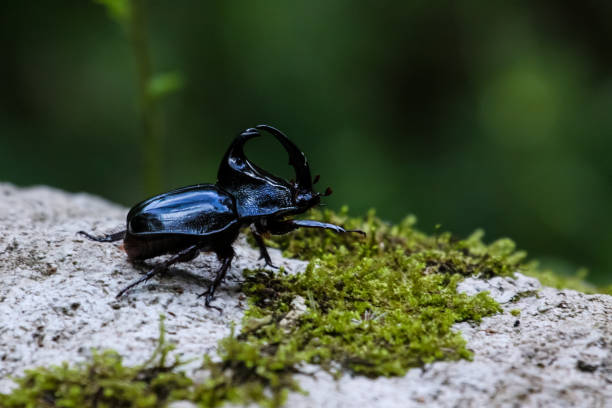 istock Close up of rhinoceros beetle, Atlantic forest 656710784