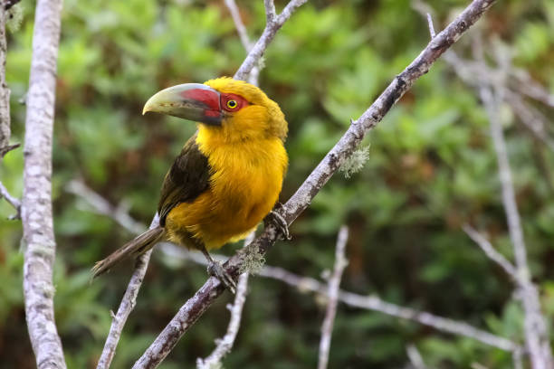 istock Saffron toucanet sitting on a branch in Atlantic forest 656710790