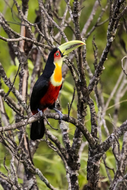 istock Red breasted toucan sitting on a branch in Atlantic forest 656710998