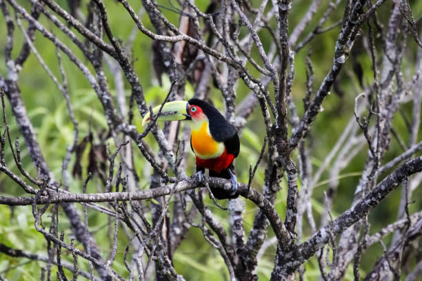 istock Red breasted toucan sitting on a branch in Atlantic forest 656711036