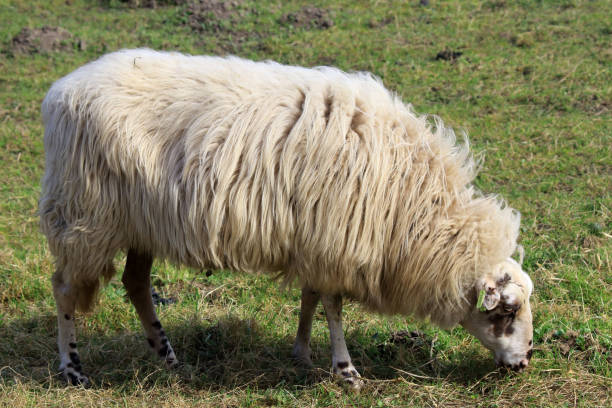 istock Sheep is a ruminant and closely related to the goat 656711070