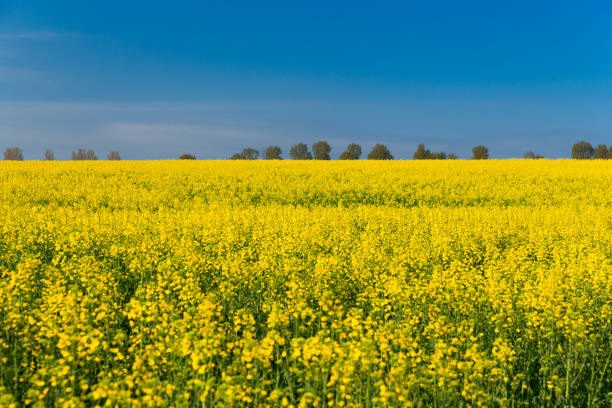 istock Colza field and blue sky 656711126