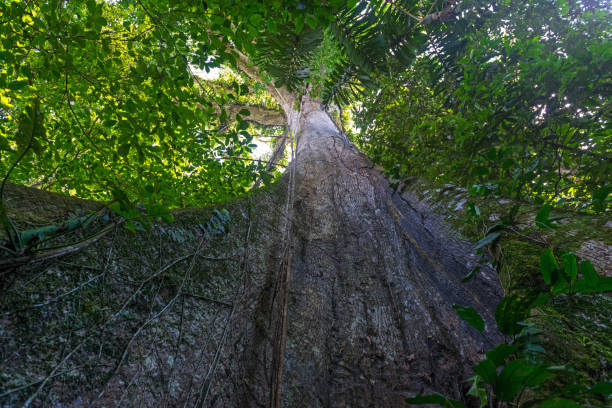 дерево амазонки - green woods forest southern brazil стоковые фото и изображения