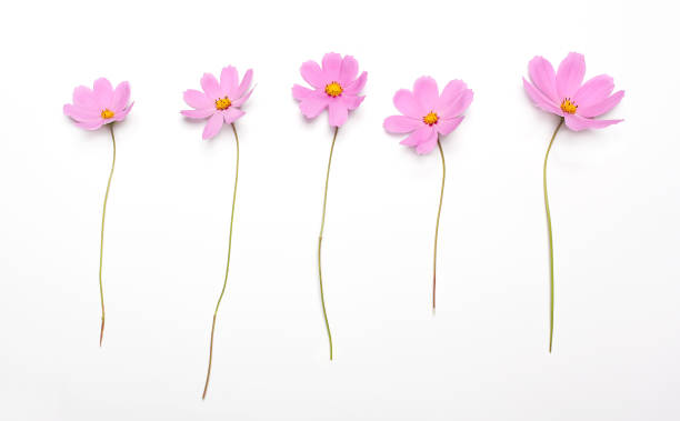 istock Five pink flowers isolated on a white background 656712740
