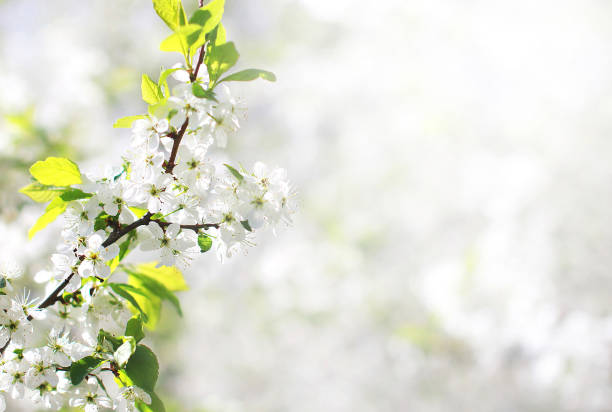 весенний цветочный фон, белые цветы цветущего яблока - apple flowers стоковые фото и изображения