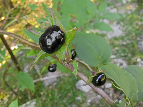 Closeup of extremely toxic Deadly nightshade berry grown in forest in Austria, Europe (Atropa belladonna)