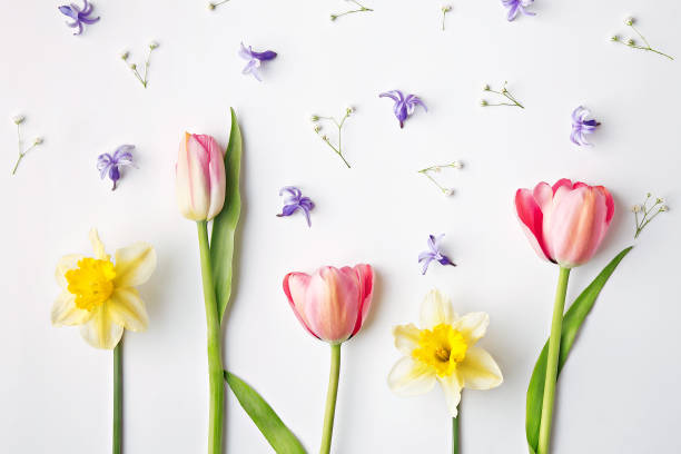 istock Flat lay spring flowers. Tulip and narcissus. Top view 656722720