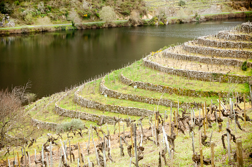 Vineyard on terraced fields by river Miño, Ribeira Sacra, Lugo and Ourense provinces wine making and touristic area, Galicia, Spain.