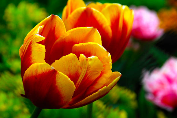 istock Variegated Yellow and Red Tulips 656722930
