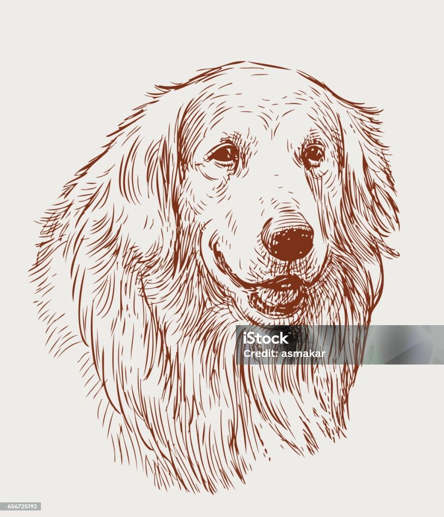 sketch portrait of a retriever Vector image of the head of a guard dog. Dog stock vector