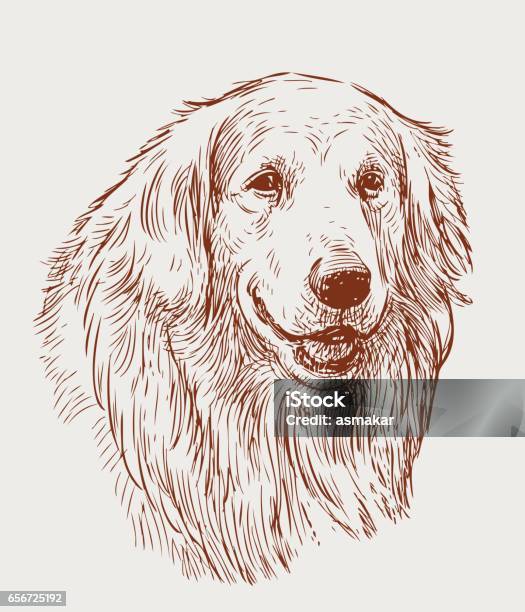Sketch Portrait Of A Retriever Stock Illustration - Download Image Now - Dog, Drawing - Art Product, Golden Retriever