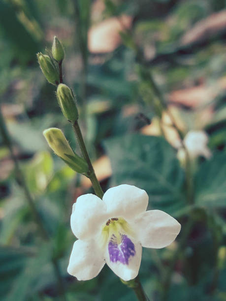 Beautiful white and purple flower background