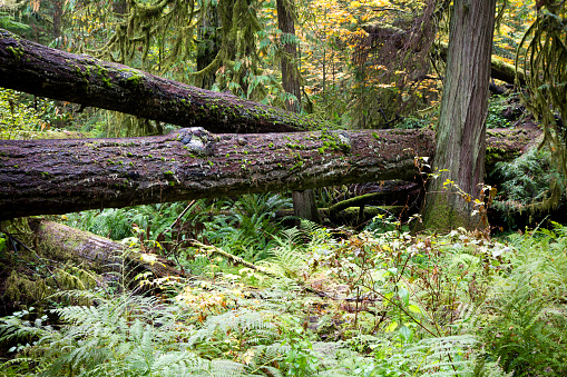 MacMillan Provincial Park is a provincial park near Port Alberni on Vancouver Island in British Columbia, Canada. The park is home to a famous, 157 hectare stand of ancient Douglas-fir, known as Cathedral Grove.