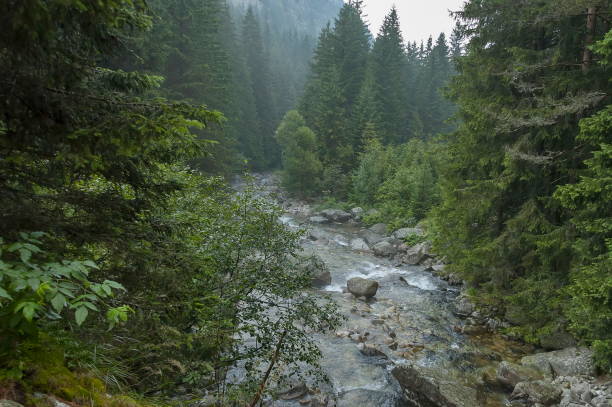 istock Rain in the forest coniferous and river Iskar with steam from warm boulder , Rila mountain 656732696