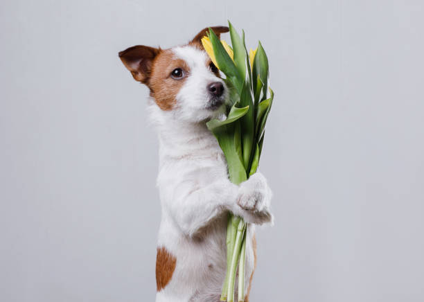 istock Dog Jack Russell Terrier with flowers 656733632