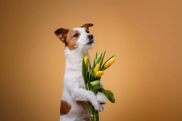 istock Dog Jack Russell Terrier with flowers 656735334