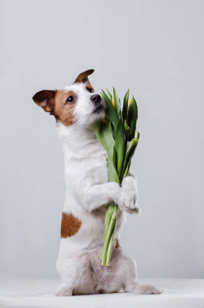 istock Dog Jack Russell Terrier with flowers 656736342