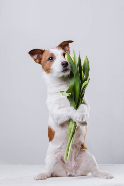 istock Dog Jack Russell Terrier with flowers 656736662