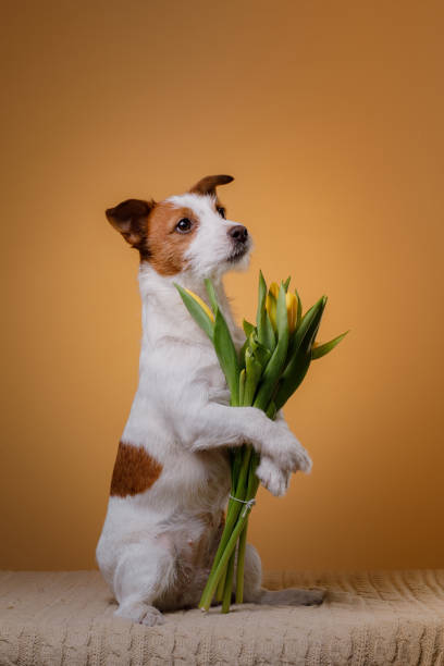 istock Dog Jack Russell Terrier with flowers 656737186