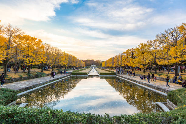 ginkgo drzewa jesień - ginkgo ginkgo tree leaf water zdjęcia i obrazy z banku zdjęć