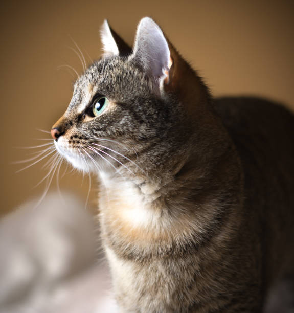istock Portrait of a cat 656740002
