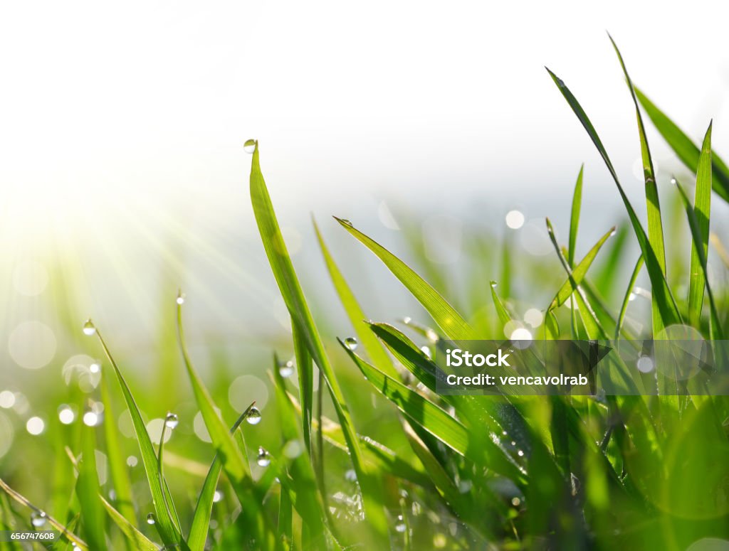 Hojas verdes frescas de hierba con gotas de rocío. - Foto de stock de Brizna de hierba libre de derechos