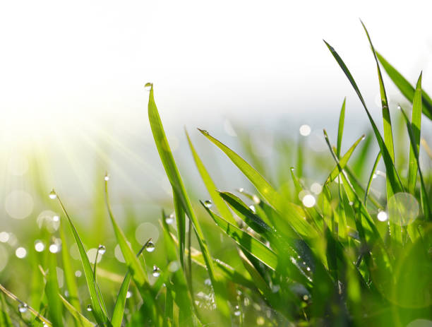 fresh green blades of grass with dew drops. - blade of grass imagens e fotografias de stock