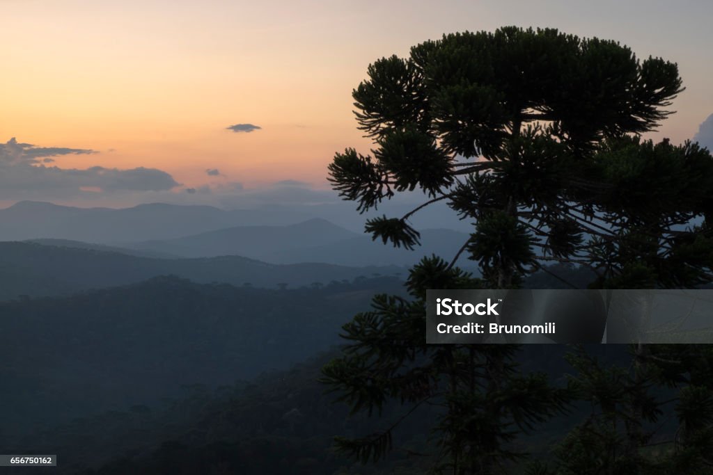 Warm sunset on mountain peak looking at a araucária tree Coniferous Tree Stock Photo
