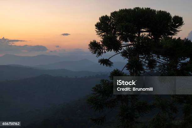 Warm Sunset On Mountain Peak Looking At A Araucária Tree Stock Photo - Download Image Now