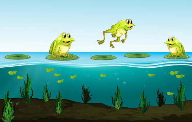 수련에 3 개의 녹색 개구리 - frog jumping pond water lily stock illustrations