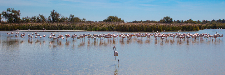 Flamingos panoramic