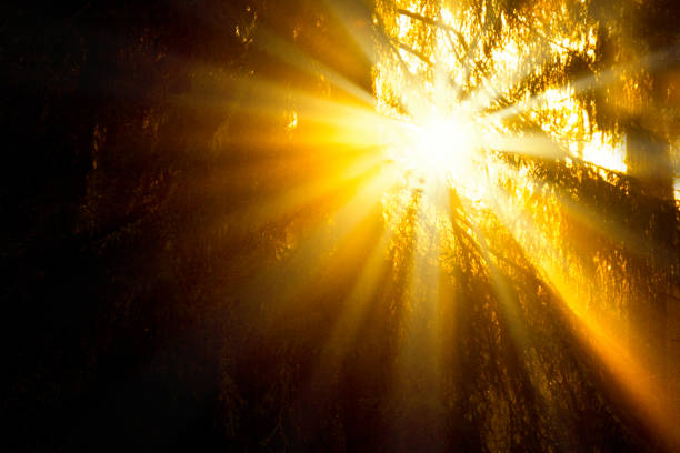 istock Closeup of sun shining through woods 656757308