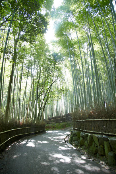 istock Bamboo Grove in Arashiyama, Kyoto 656758258