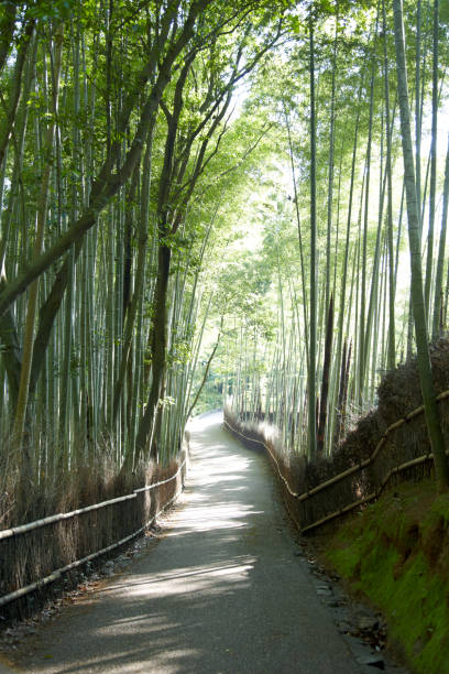 istock Bamboo Grove in Arashiyama, Kyoto 656758294