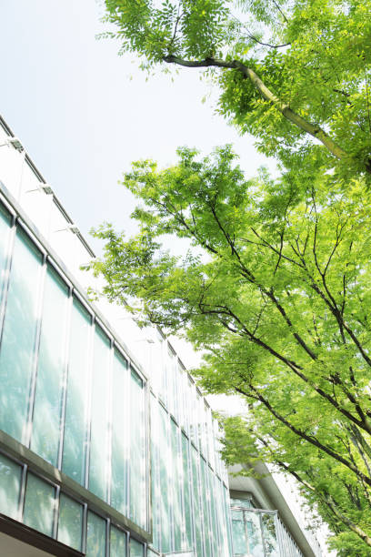 istock Tokyo trees peek through the trees from an office building 656758718