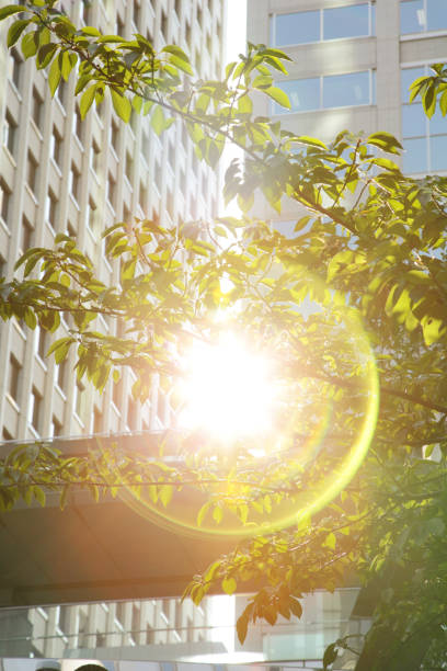 istock Tokyo trees peek through the trees from an office building 656758766