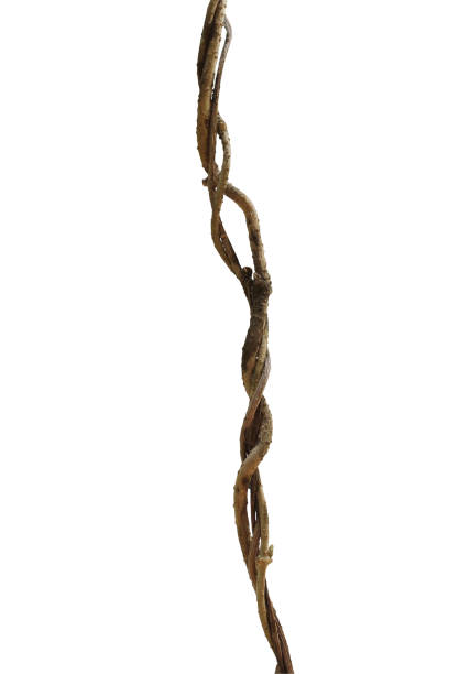 istock Twisted dried vines with budding (Cowslip creeper plant) isolated on white background, clipping path included. 656760216