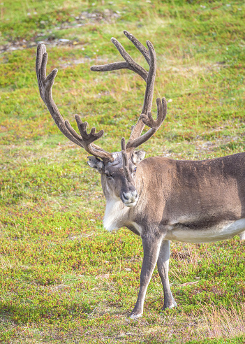 Close up of reindeer with large antlers in wild in arctic Norway