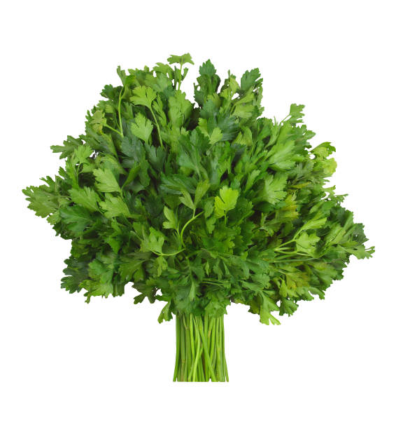istock A bunch of fresh parsley, isolation . Cilantro. 656766360