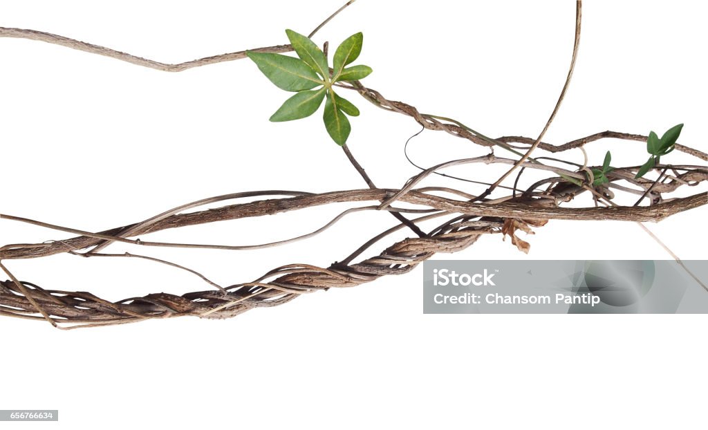 Messy twisted jungle dried vines with green palmate leaf of wild morning glory isolated on white background, clipping path included. Cut Out Stock Photo