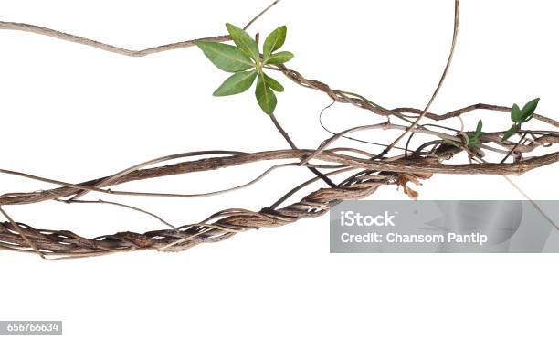 Messy Twisted Jungle Dried Vines With Green Palmate Leaf Of Wild Morning Glory Isolated On White Background Clipping Path Included Stock Photo - Download Image Now