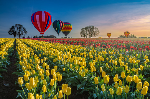 Multiple hot air balloons flying over tulips