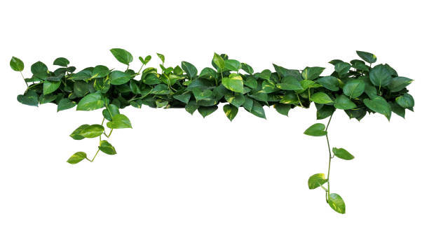 istock Heart shaped leaves vine, devil's ivy, golden pothos, isolated on white background, clipping path included. 656766864