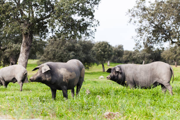 istock Iberian pig herd pasturing in a green meadow. 656767038