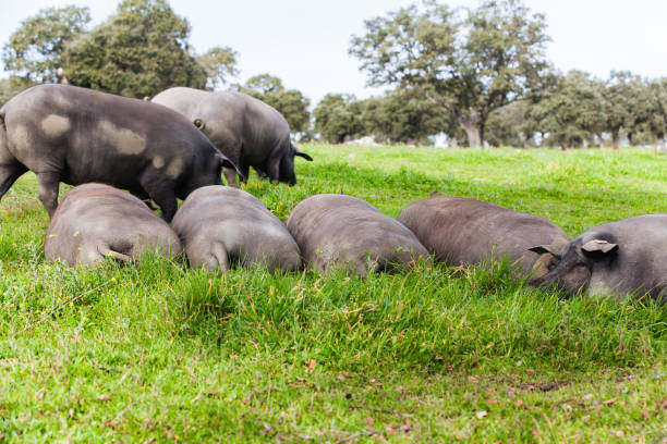 istock Iberian pig herd sleeping in a green meadow. 656767078
