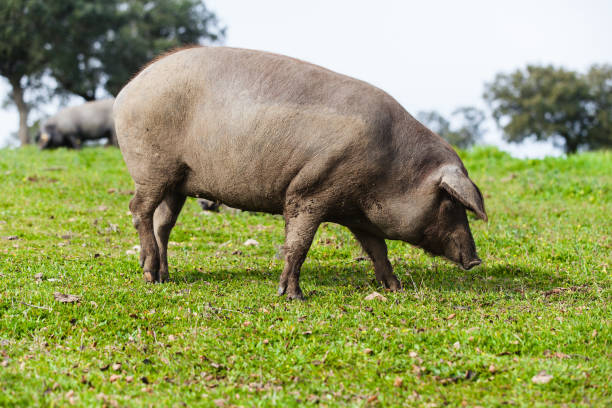 istock Iberian pig pasturing in a green meadow. 656767084