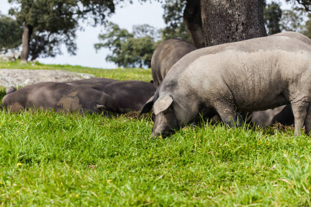 istock Iberian pig eating in a green meadow. 656767094