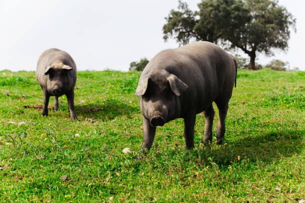 istock Two iberian pigs in a green meadow, looking at camera. 656767100