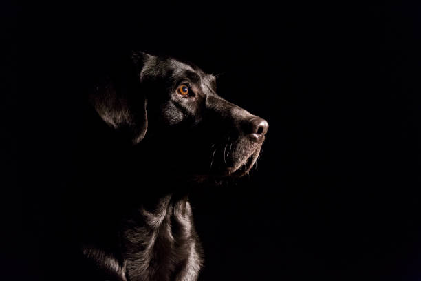 istock dog portrait on black background. Beautiful black labrador with a tie 656767272